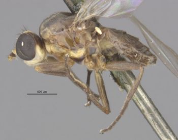 Media type: image;   Entomology 13355 Aspect: habitus lateral view